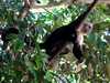Opica Kostarika