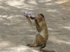 Opica na kofeine India