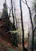 Jar v lese Súľovské Vrchy (horstvo)/Sulovske Vrchy (horstvo)