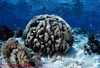 mozgový korál Malajzia