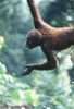 orangutan Malajzia