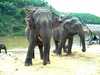 Slony pri rieke Kok Thajsko
