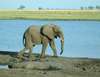 Slon Botswana