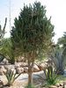 Stromový kaktus Jordánsko/Jordansko