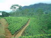 Cajove plantaze Srí Lanka/Sri Lanka
