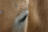 Kôň Przewalského Zoo Bojnice