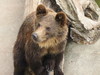 Medveď Zoo Bojnice