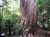 Stary strom(600-1000 r) Nový Zéland/Novy Zeland